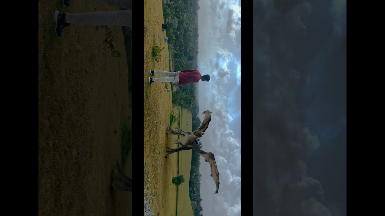 My Epic Creation – A Real-Life Dragon Emerges from Blender!" 