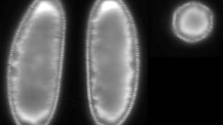 OpenSPIM: an open-access light-sheet microscopy platform 4
