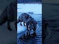 fox 🦊 in ice water 🌊 #foxnews #fox #water #indiancricket