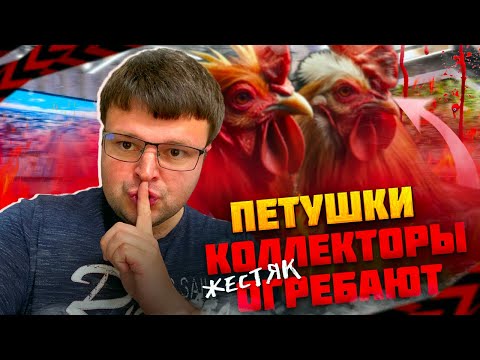 Петушки коллекторы огребают ЖЕСТЯК. Как не платить кредит законно