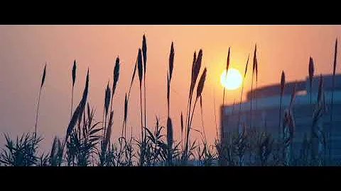 Flowers on ECNU Minhang Campus
