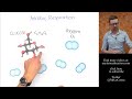Understanding Aerobic Respiration