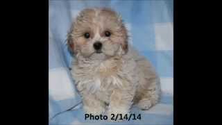 Watch me growsweet teddy bear fuzzywuzzy shichon zuchon puppies