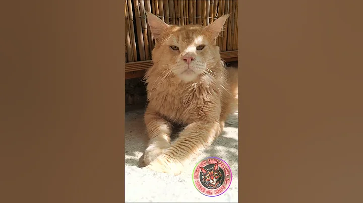 Watch the video about Maine Coon Türkiye-Mco Cattery #mainecoonturk #mainecoontürkiye#mcocattery