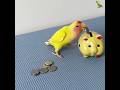 Parrots with many skills 🦜#conure #funny #funniest pet moments #pets #shorts #parrot