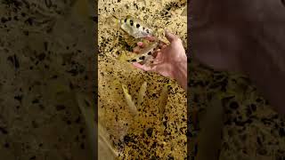 Archer fish feeding #fishkeepinghobby #fishpond