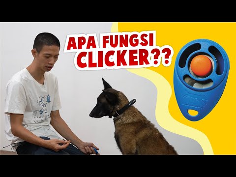 Bagaimana Melatih Anjing Menggunakan Clicker??? The Woof Trainer Membagikan Tipsnya!!!