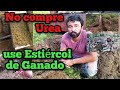 No compre Urea, use Estiércol de su ganado.