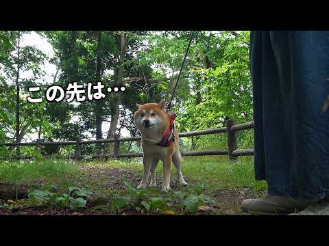 柴犬は拒否犬になった、その理由にママは救われました