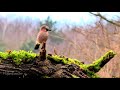 A Jay imitating the voice of a buzzard. / Sojka imitujúca hlas Myšiaka./ Garrulus glandarius/
