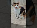 Cute Cats of Kotor #cute #cat #travel