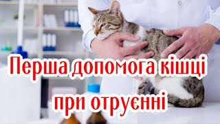 Перша Допомога Кішці При Отруєнні  First Aid For A Cat In Case Of Poisoning