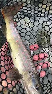 фарель - YouTube