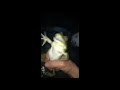 Frog Kept Screaming Once Picked Up By Owner