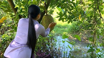 DỌN VƯỜN ĂN TẾT MIỀN TÂY PHÁT HIỆN MÍT CHÍN CÂY CHỜ ĐÃI KHÁCH PHƯƠNG XA