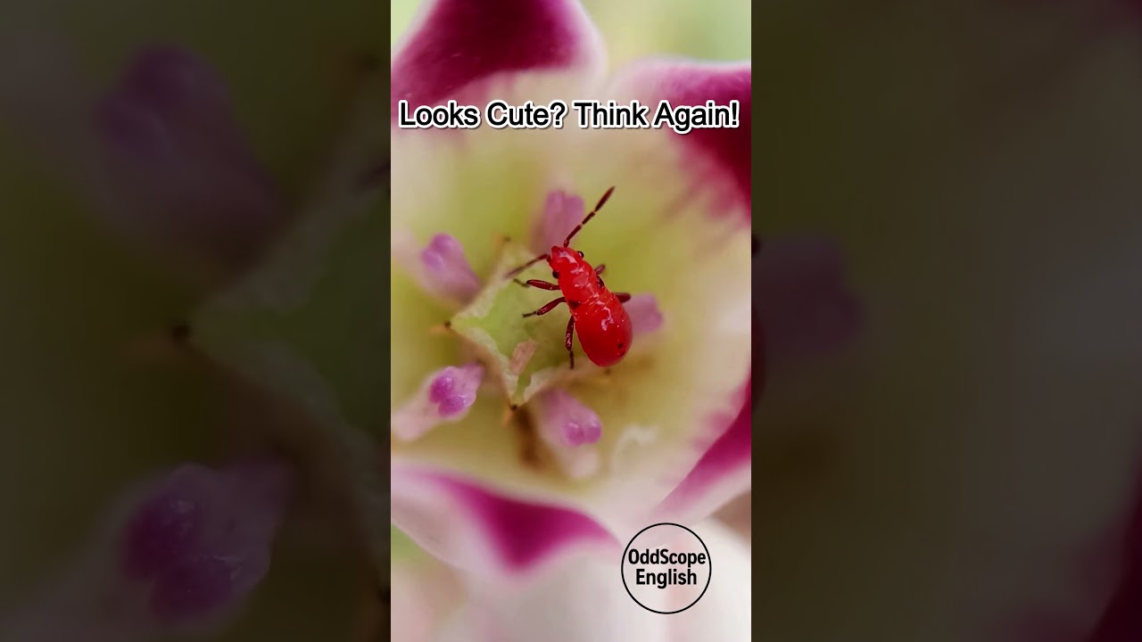 This Shiny Red Insect Can Hurt You | Red Nymph | 