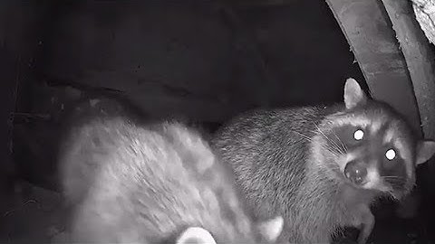 Reolink Captures: Raccoon Friends
