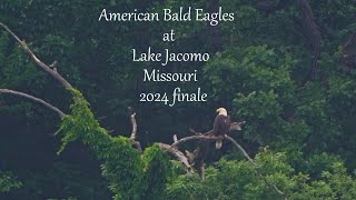 American Bald Eagles at Lake Jacomo, Missouri 2024 finale