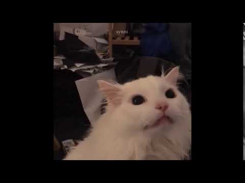 white-cat-meowing-meme