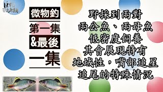 釣魚狂人4K 微物釣，第一集&最後一集，稀有牛屎鯽，石鮒，污染嚴重的桃園，僅存的一塊寶地《MicroMatter 》Stream Fishing Taiwan