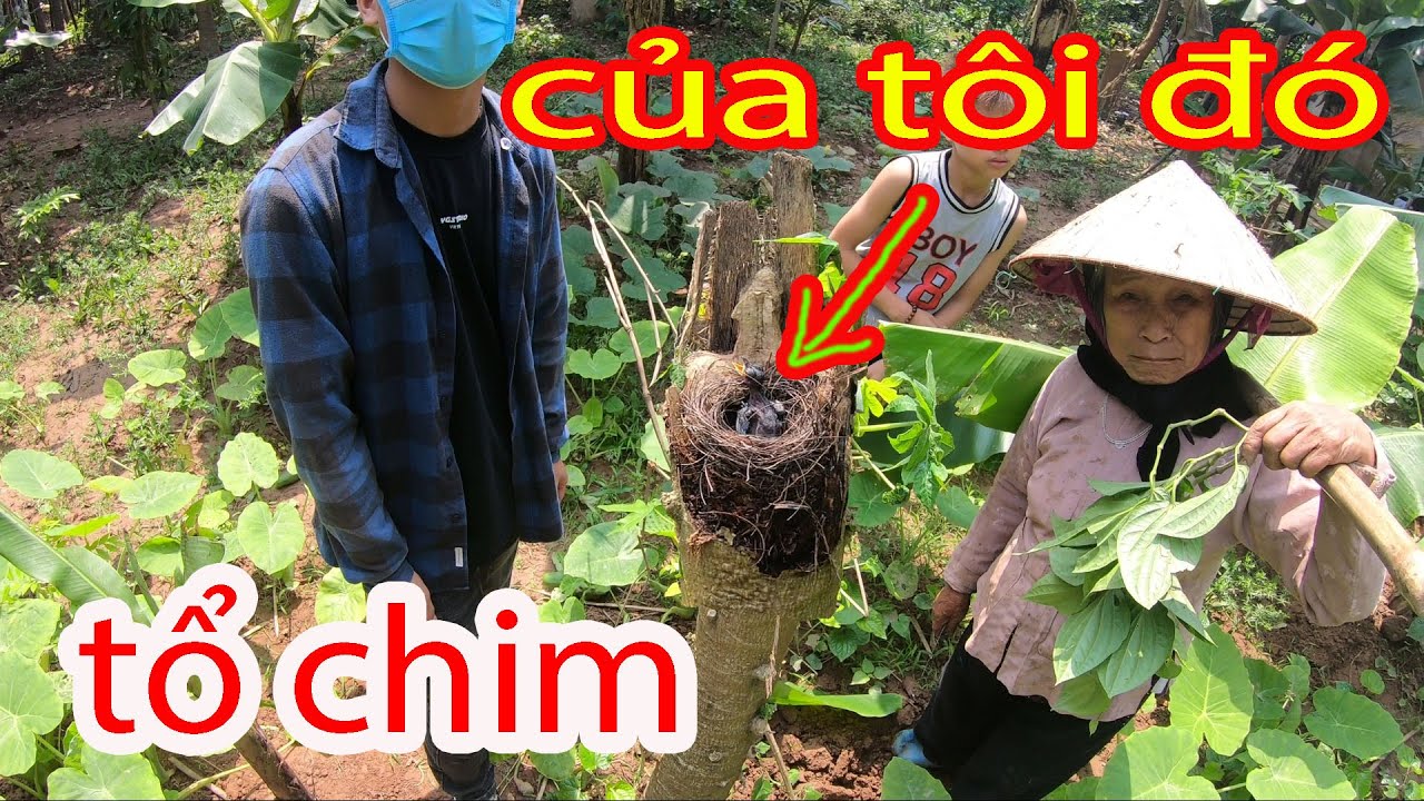 Bà lão Phát Hiện Tổ Chim Chòe Than // bà bảo tôi nhìn thấy rùi đấy