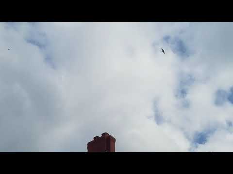 Chimney Swifts flying about (twittering sounds)