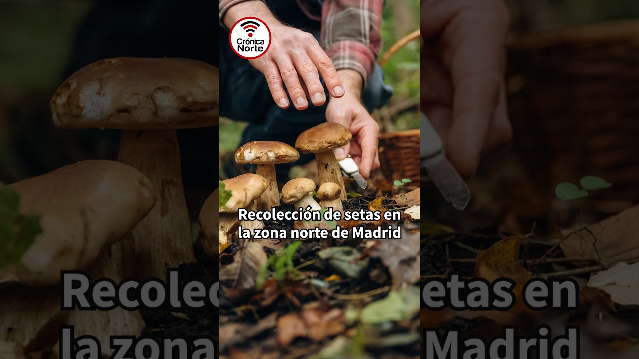 🍄‍🟫 ¿Recoges setas en la sierra de Madrid? ¿Aún no lo haces y te gustaría empezar? Esto te interesa