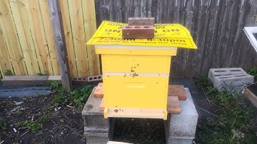 Installing package bees to my hive ( first time beekeeper)🐝   #newbeekeeper #backyardbeekeeping