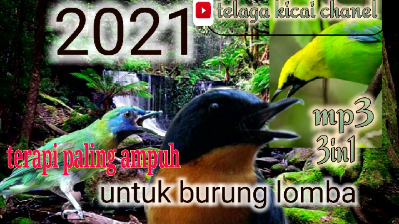 SULINGAN GUNUNG||TELEDEKAN (kombinasi suara kinoi,cucak ranting dan teledekan)