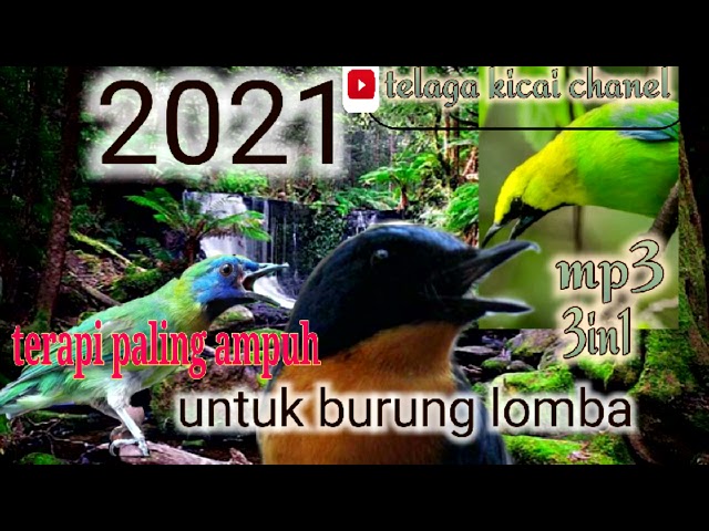 SULINGAN GUNUNG||TELEDEKAN (kombinasi suara kinoi,cucak ranting dan teledekan) class=