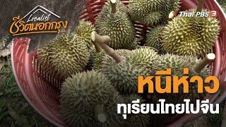 หนีห่าว ทุเรียนไทยไปจีน | Localist ชีวิตนอกกรุง