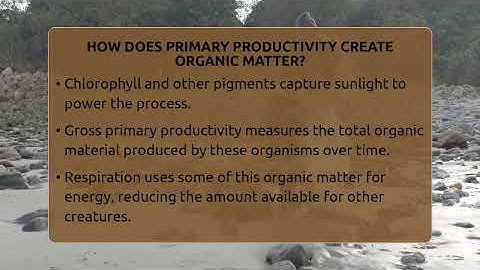 How Does Primary Productivity Create Organic Matter? - Ecosystem Essentials