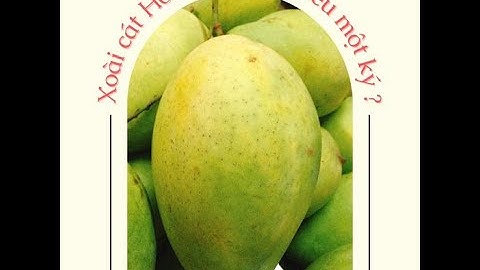 XOÀI CÁT HOÀ LỘC LOẠI 1 BAO NHIÊU MỘT KILO ? | QUÝ MỘC 0919977098