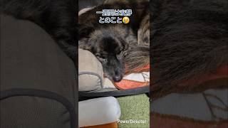 足を捻挫…1週間安静にしなきゃいけない雑種犬トラムです😢 #shorts