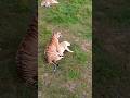 Tiger Mating With A Lion Trending Internationaltigerday Shorts Youtubeshorts Cat
