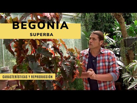 Vídeo: Begònia Reial, Reproducció I Cultiu