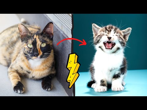 Video: 6 Anzeichen, dass Sie bereit sind, eine Katze zu bekommen
