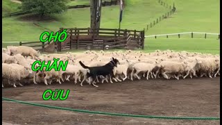 Chó chăn cừu & màn biểu diễn cắt lông cừu điêu luyện của anh Tây. VJ Kitchen