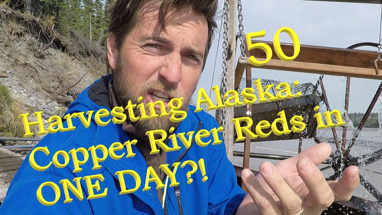 Alaska Fishwheel Subsistence & Copper River Red Salmon Filetting