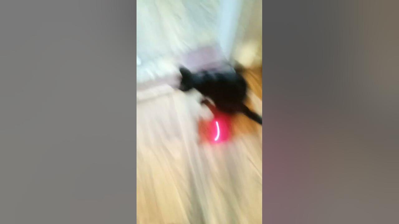 Укаска и кошка - YouTube