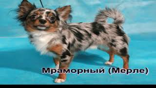 Окрасы чихуахуа | Эксклюзивные и часто встречающиеся Окрасы чихуахуа | Эксклюзивные и часто встречающиеся