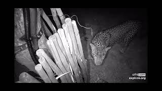 Leopard at Nkorho Bush Lodge cam 4\/28\/2023 explore.org