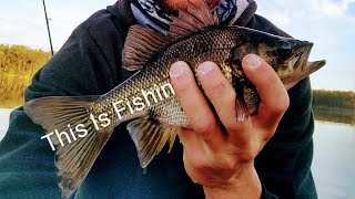 Lake Kurwongbah Bass And Eel On A Lure Ep 128