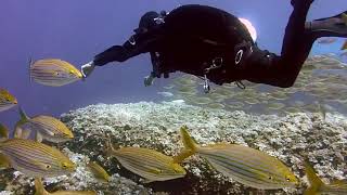 #youtube #videos #animal #lover #underWater Cute fish Playing Under Water