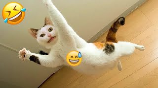 You Laugh You Lose Dogs And Cats  Best Funniest Animals Video 2024 #14