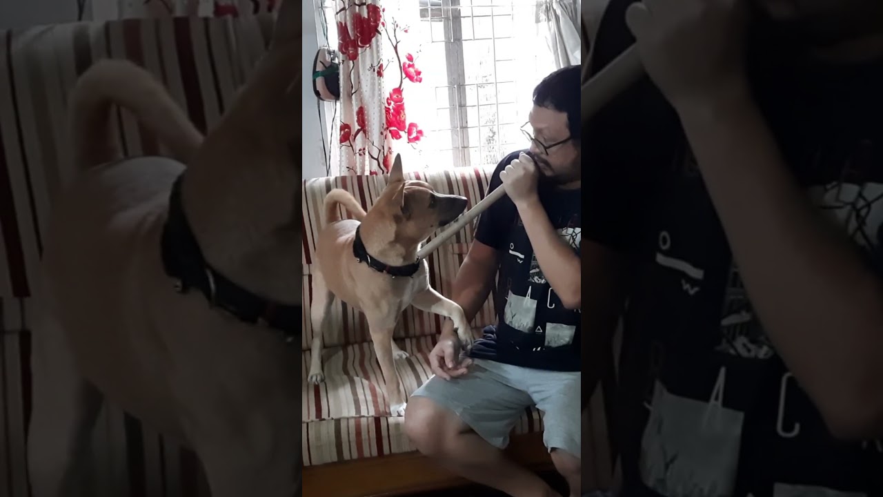 Unexpected and Funny Dog Reaction 🐕😂