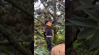 You can harvest durian while squatting #durianvietnam #agriculture #gardeningtips #viral #fyi #reels