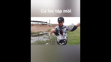 Cận cảnh cá lóc táp mồi và cái kết