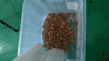 sorting almonds video