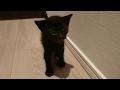 生後1ヶ月の子猫たちと母ネコ&父ネコ